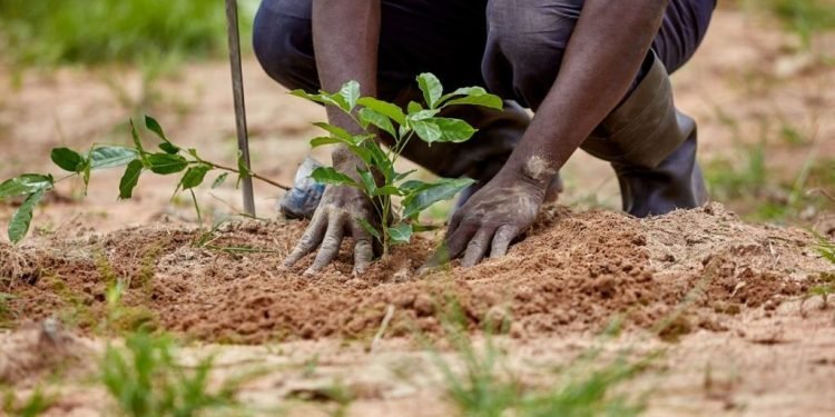 Green Ghana: Seedling providers owed GH₵2.3bn by govt