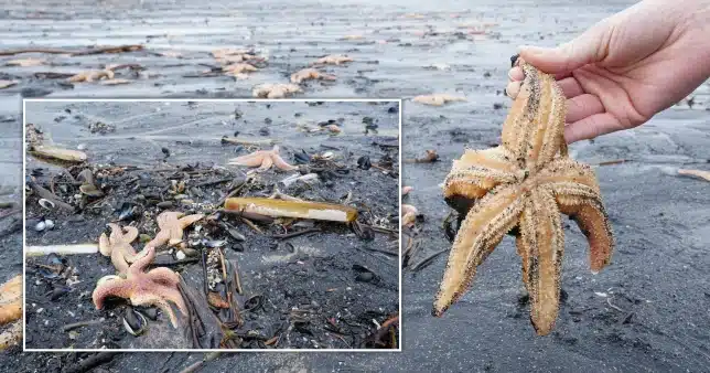 Visitors to the beach were met with the sight of dead mussels, starfish, crabs and razor clams