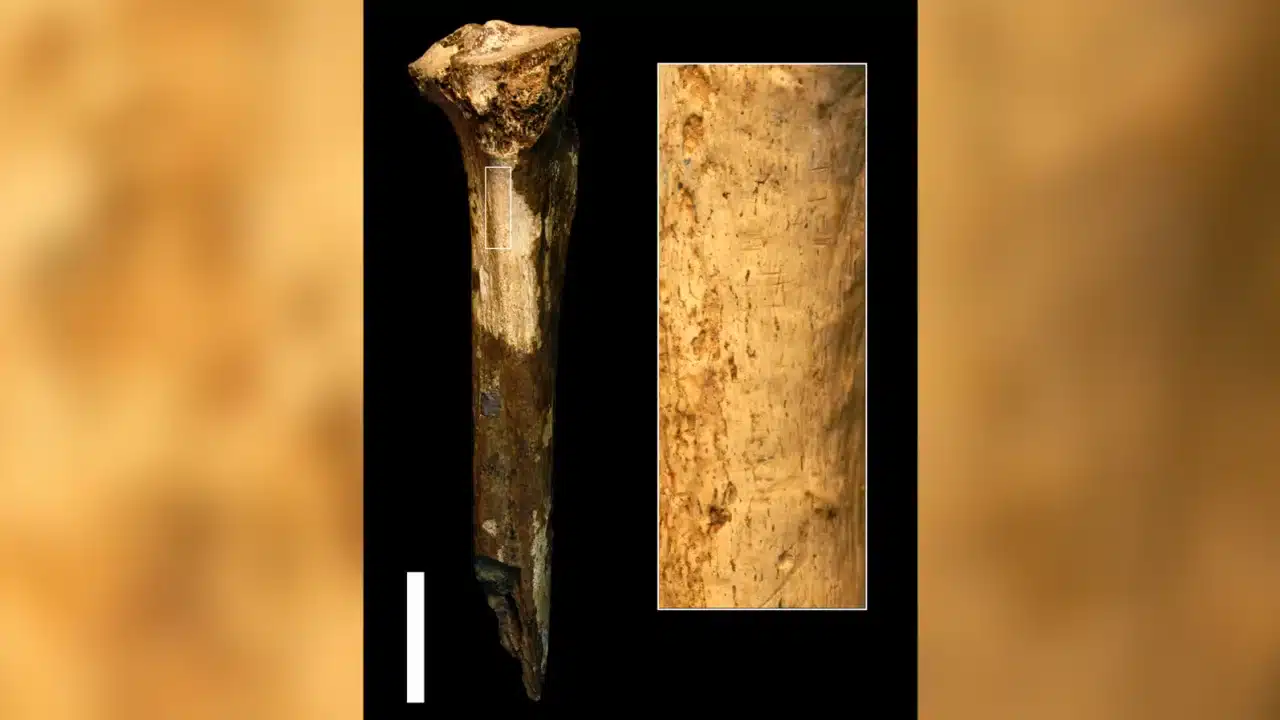Shown here is a view of the fossilized shin bone, left, and the magnified area, right, that reveals cut marks.
