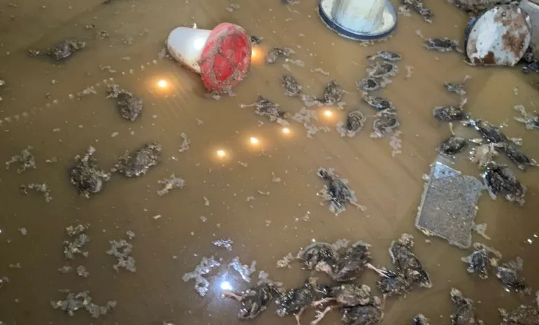 Walewale: Flood sweeps away more than 1000 birds