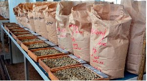 Kenya’s coffee exports reaches 14-year high due to increased yields