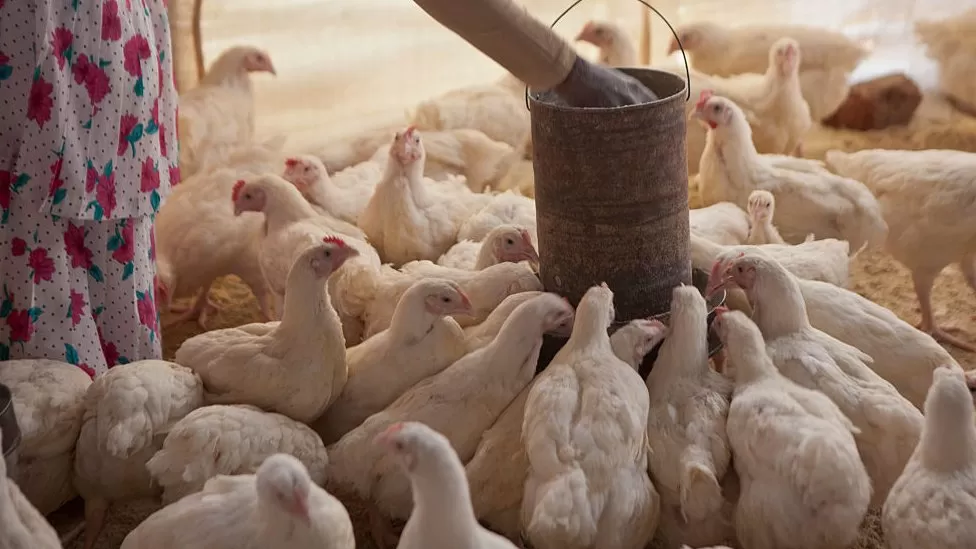 45,000 hens burns in Mozambique to combat bird flu