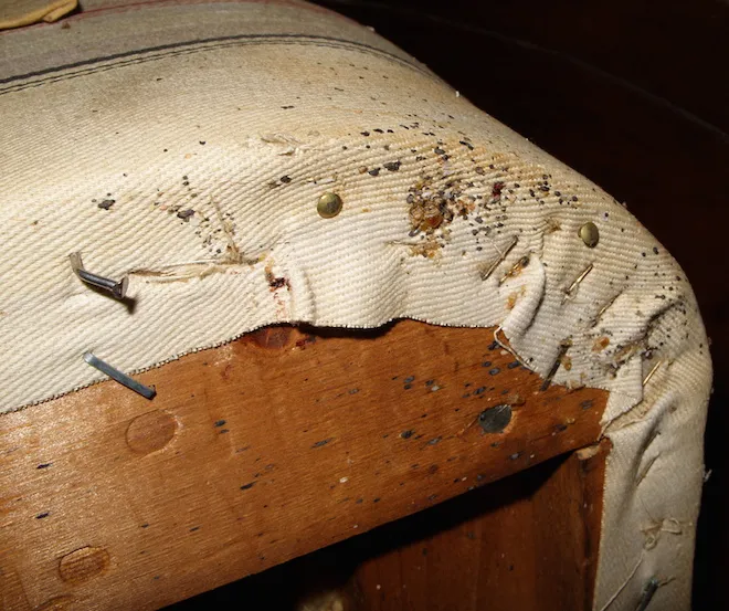 Easy steps to get rid of bed bugs at home