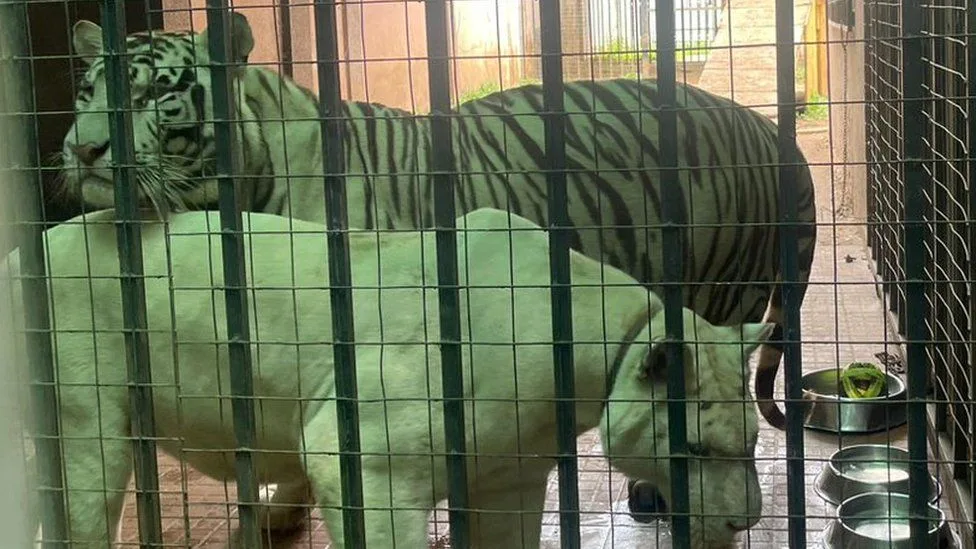 Cheddar’s pet tigers still being housed despite Accra court order