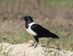 Man dies chasing a bird 