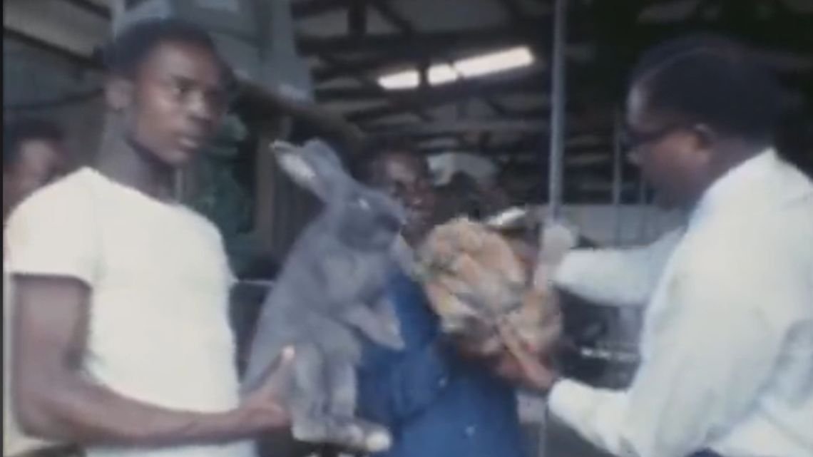 All you need to know about Ghana’s 1972 “Rabbits for Protein project” under “Operation Feed Yourself”