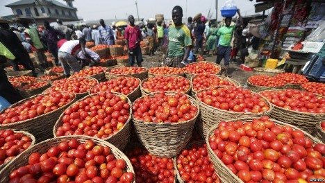 Tomato farmers in Kwahu Hwehwe lament low purchasing prices offered by market women