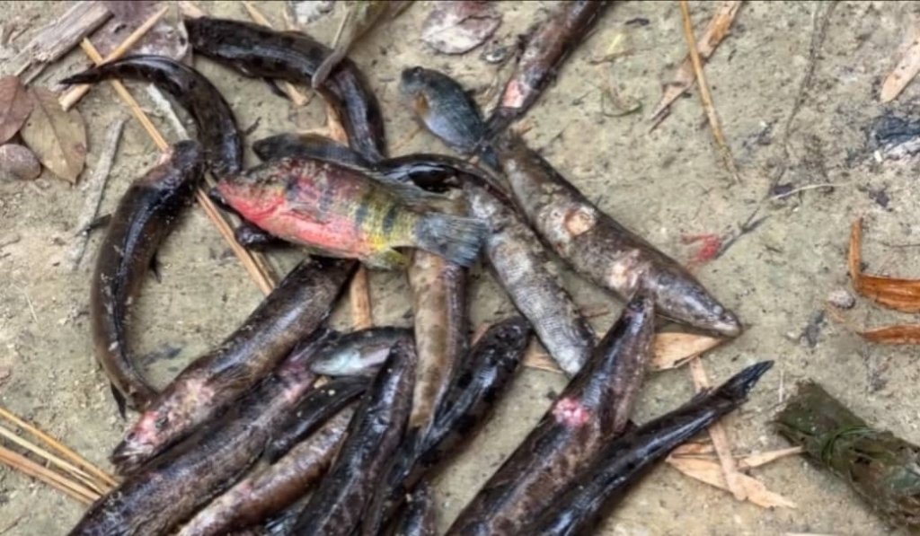 Fishing halted at Kamgbunli in Ellembelle District over unknown disease