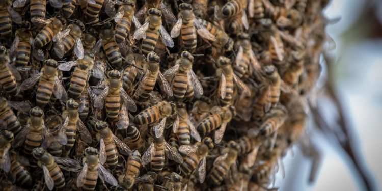 BECE candidate misses paper after bee attack at Wa School for Deaf